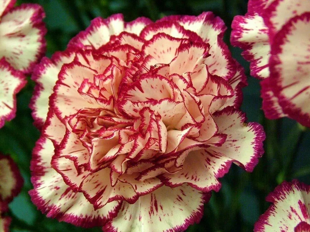 Carnation Double Striped Seeds